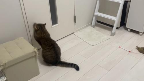 扉を見る猫
