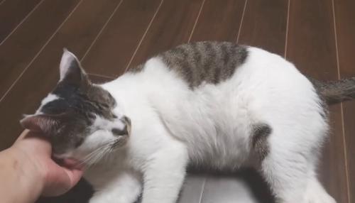 撫でられ中