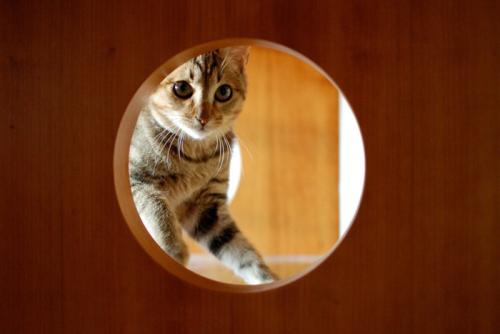 家具の間から覗いている猫
