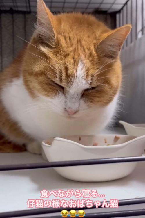 寝ている猫