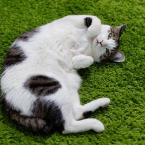 猫の『お腹がタプタプたるんでいる』のはなぜ？4つの理由　太っているわけじゃない？