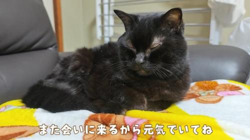 目を閉じる猫