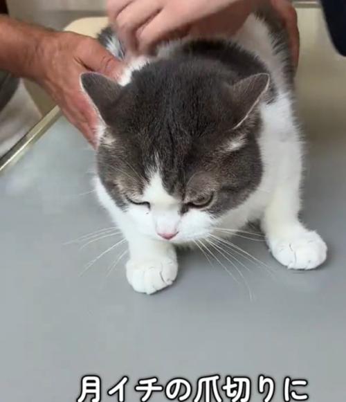 睨む猫