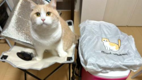 室内にいる猫