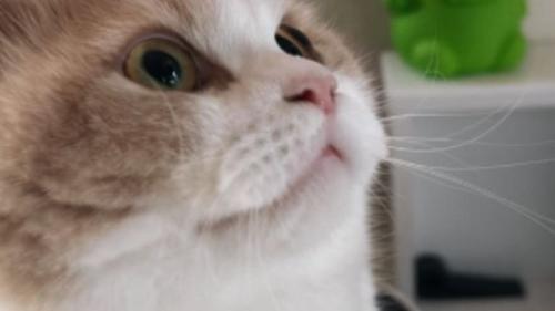 室内にいる猫