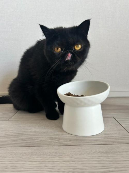 舌を出す黒猫