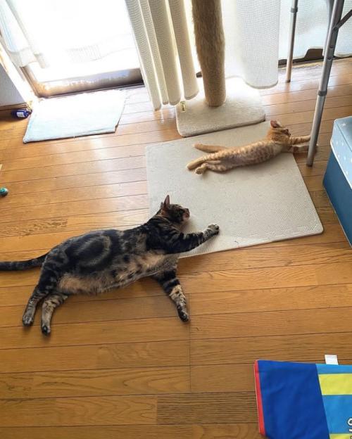 同じポーズで寝転がる2匹の猫