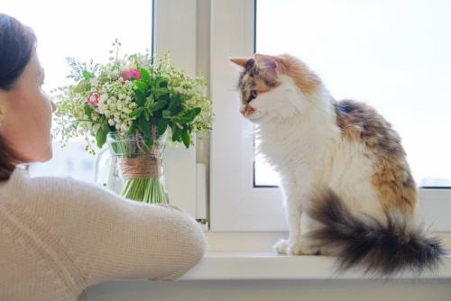 窓辺の猫に話しかける女性