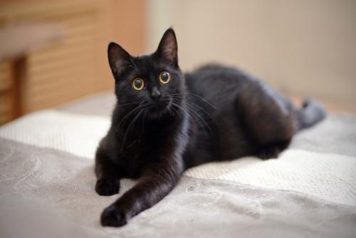 見上げる黒猫