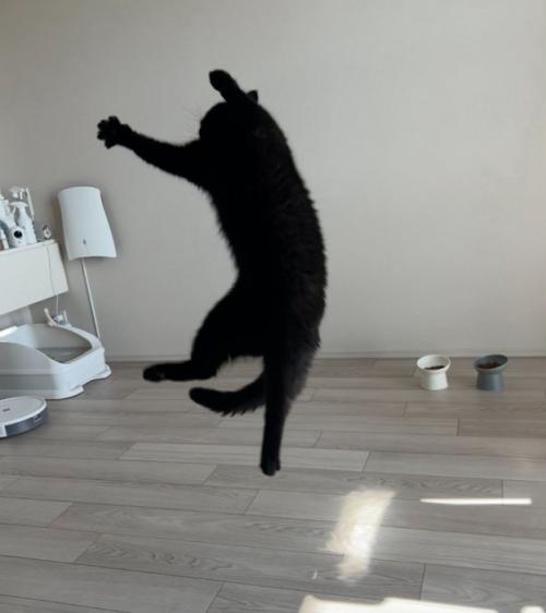 ジャンプする黒猫