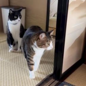 生まれたばかりの赤ちゃんが部屋で眠っていると…気づいた猫の『尊すぎる反応』が112万再生「顔が良くて何度も見ちゃったw」「笑った」