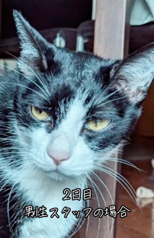 顔つきが鋭い猫
