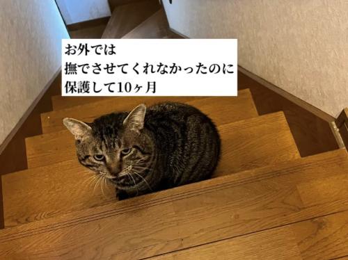 階段の上でお座りしている18歳のショボボくん