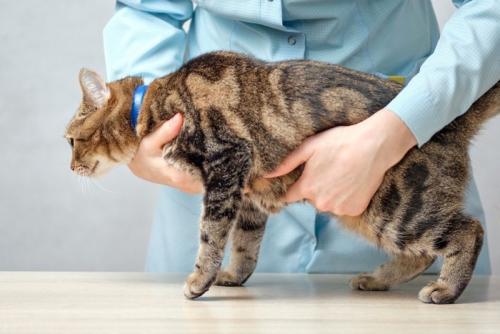 猫のお腹を触る人