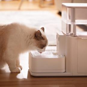 愛猫が『これだけは譲れにゃい！』と思っているこだわり4選　尊重してあげたほうがいい？