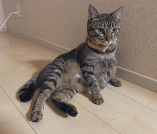 座っている猫