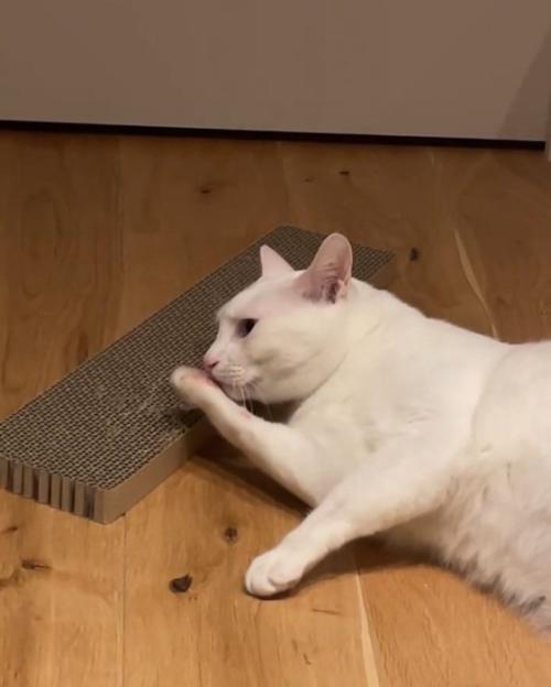 匂いを嗅ぐ猫