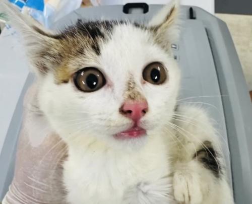 抱っこされる子猫