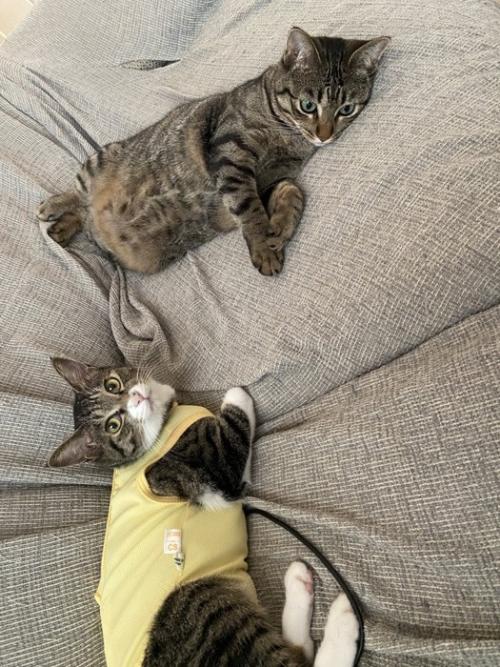 2匹の猫