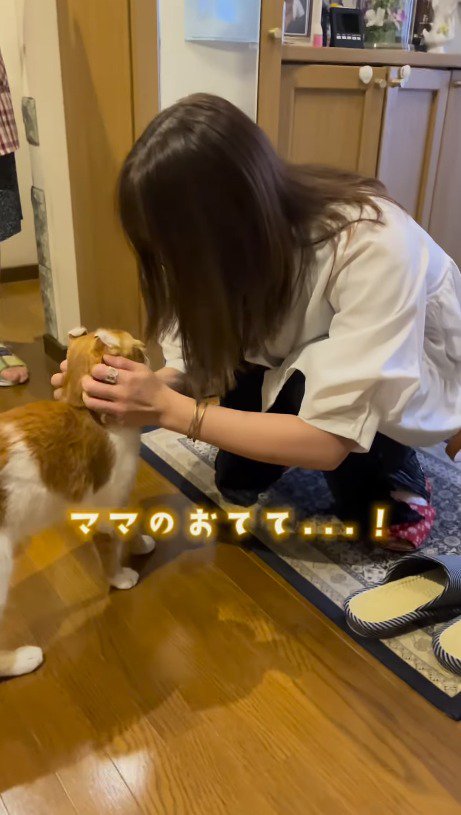 猫の顔を手のひらで包む女性
