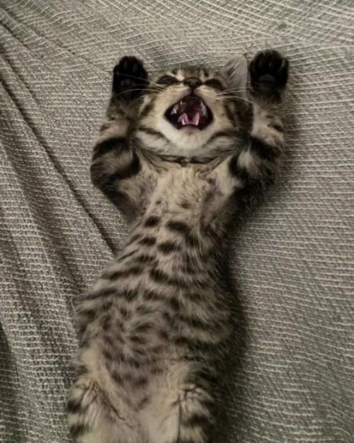 仰向けの子猫
