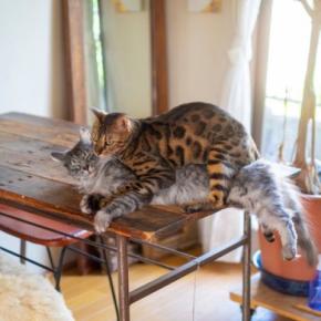 猫の世界には『上下関係』ってあるの？猫同士の順位を見極めるための3つのポイント