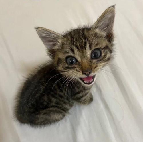 見上げる子猫