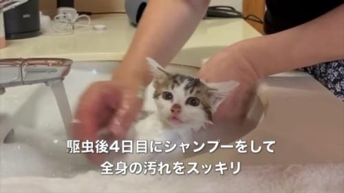 管理人さんにシャンプーされる子猫