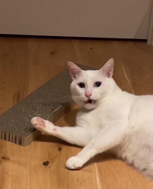 虚無顔の猫
