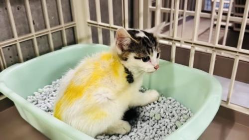 猫用トイレの中の子猫