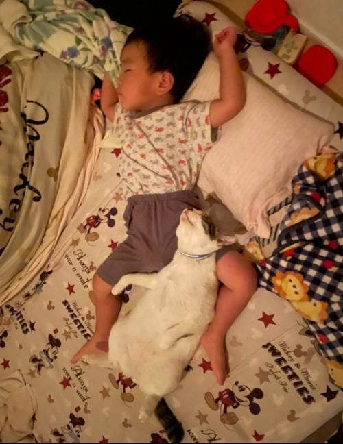 仰向けで寝る男の子猫
