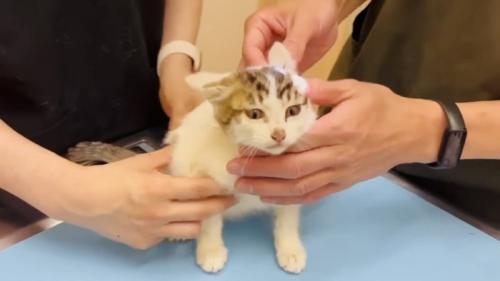 動物病院で診察される子猫