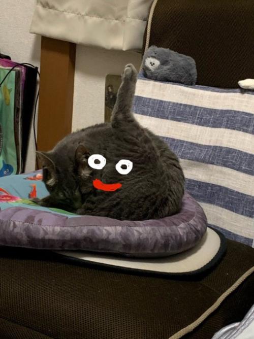 猫にスライムの落書きがしてある写真（引き）