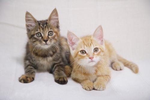 ソファーの上の2匹の猫