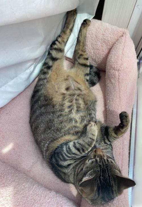 寝ている猫