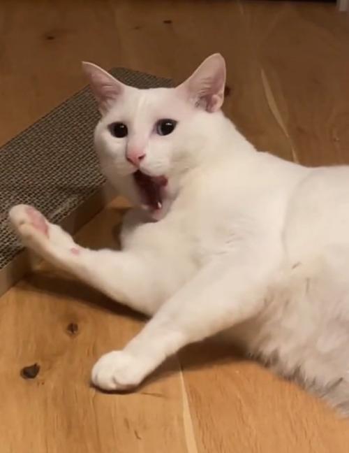 驚く猫