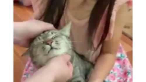 抱かれている猫
