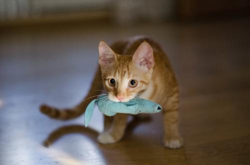 おもちゃを口にくわえた猫