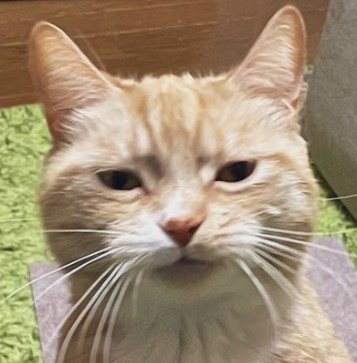 立ち上がる猫（顔のアップ）