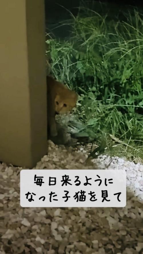 家にやってきた子猫