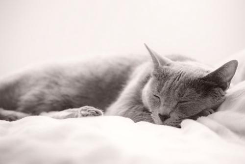 ぐっすり眠るグレー猫