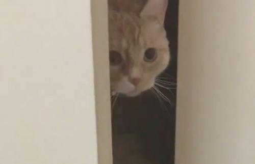 のぞく猫