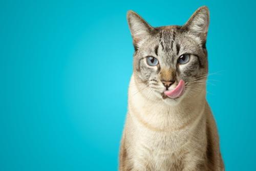 口を舐める猫