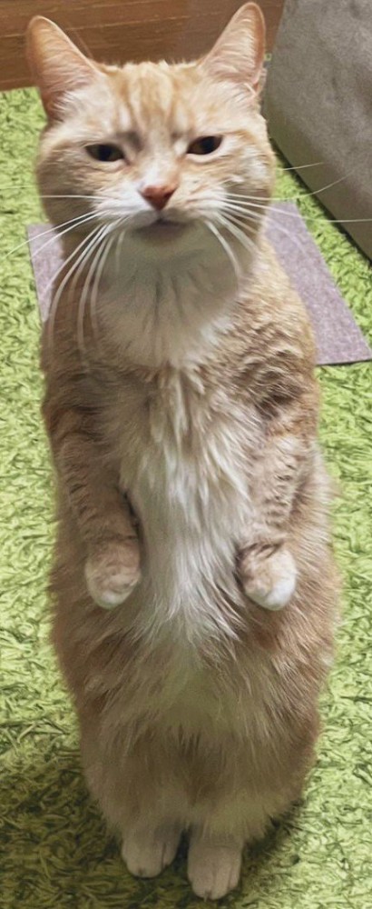 立ち上がる猫（体全体のアップ）