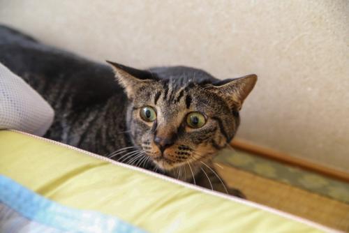 こわばった顔で見つめる猫
