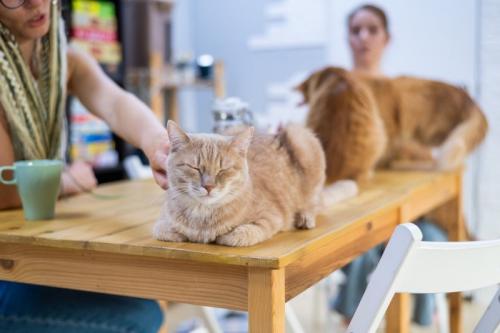 猫カフェの風景