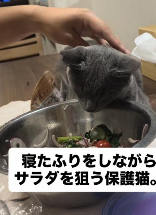 サラダボウルに顔を突っ込む猫