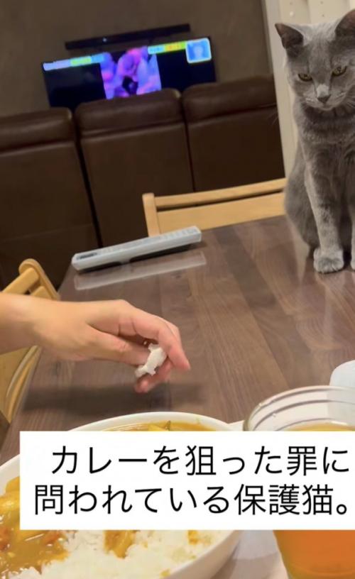 カレーを見る猫