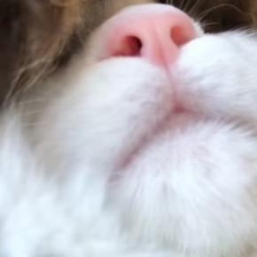 笑いこらえるの辛すぎた…いびきをかきながら眠る猫を撮影した結果→笑撃の光景が90万再生「字幕が的確すぎて爆笑」「フッフゥで吹いたｗ」