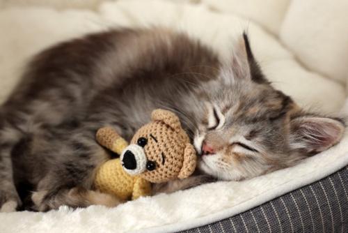 猫ベッドで眠る子猫
